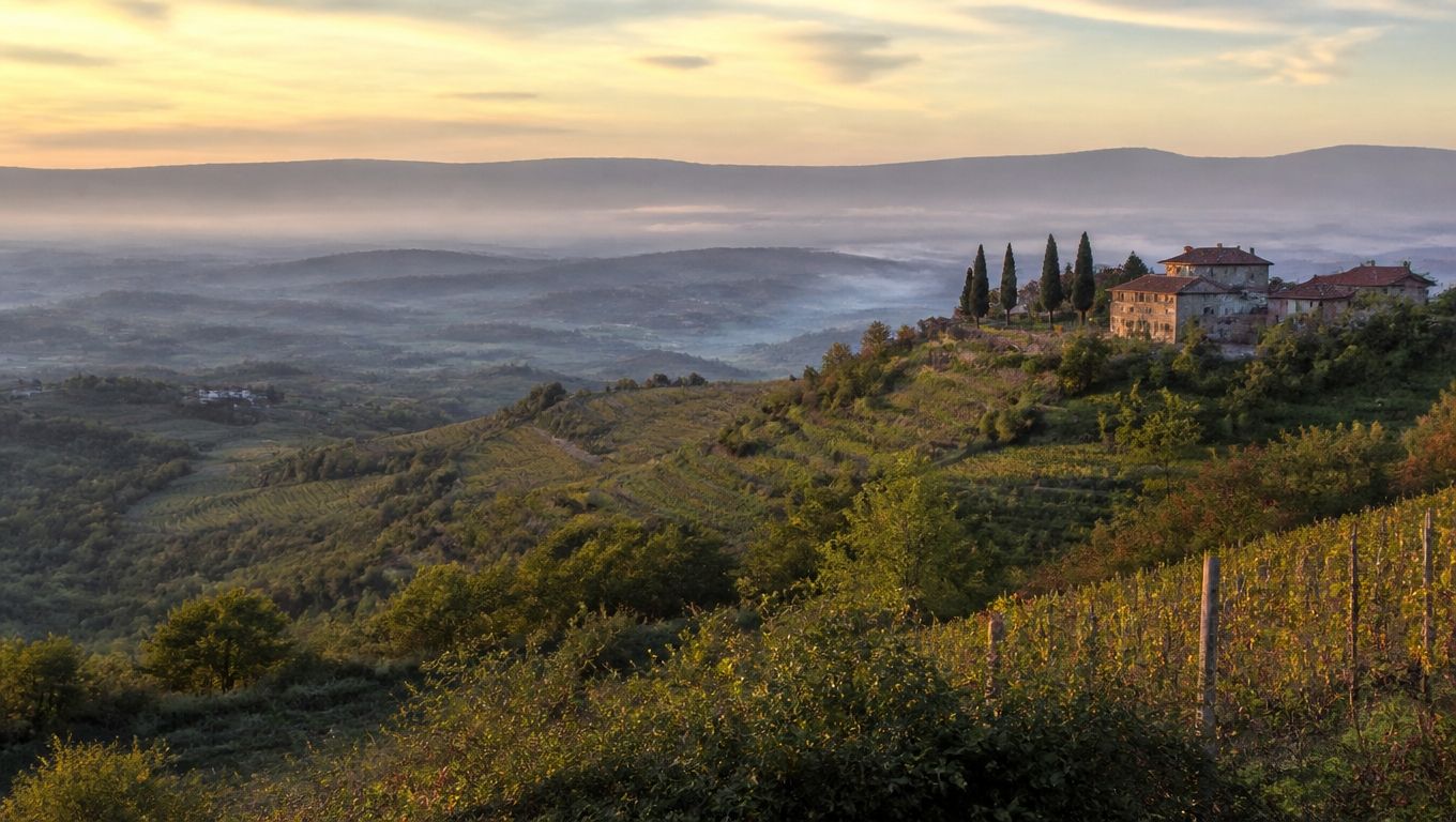 Vineyards in Slovenia