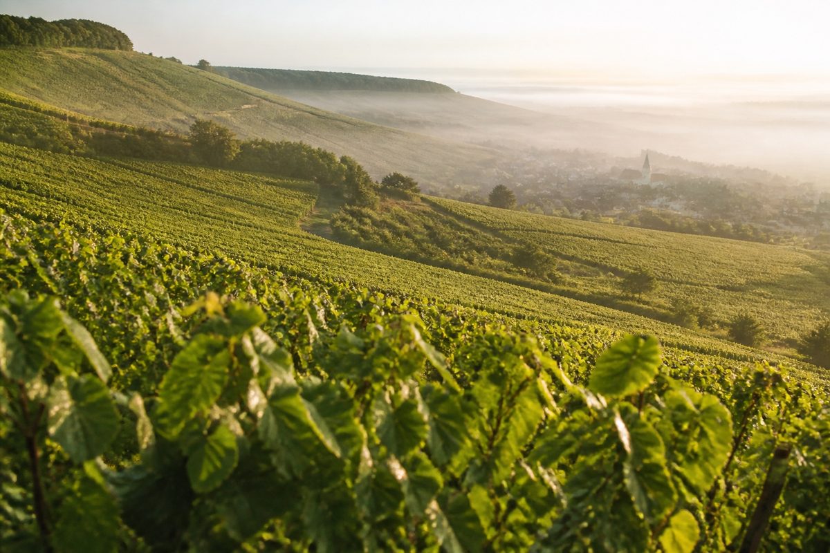 Chalk vineyard slopes of Champagne