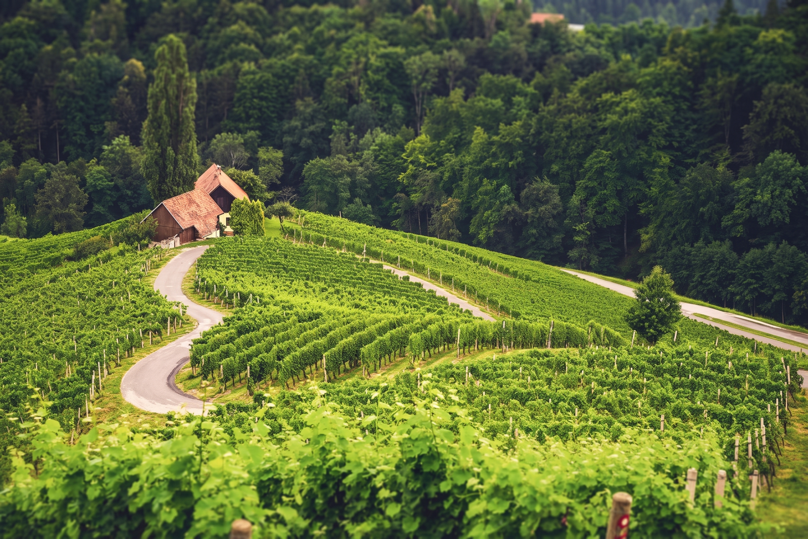 Slovenian vineyard for Garudawines